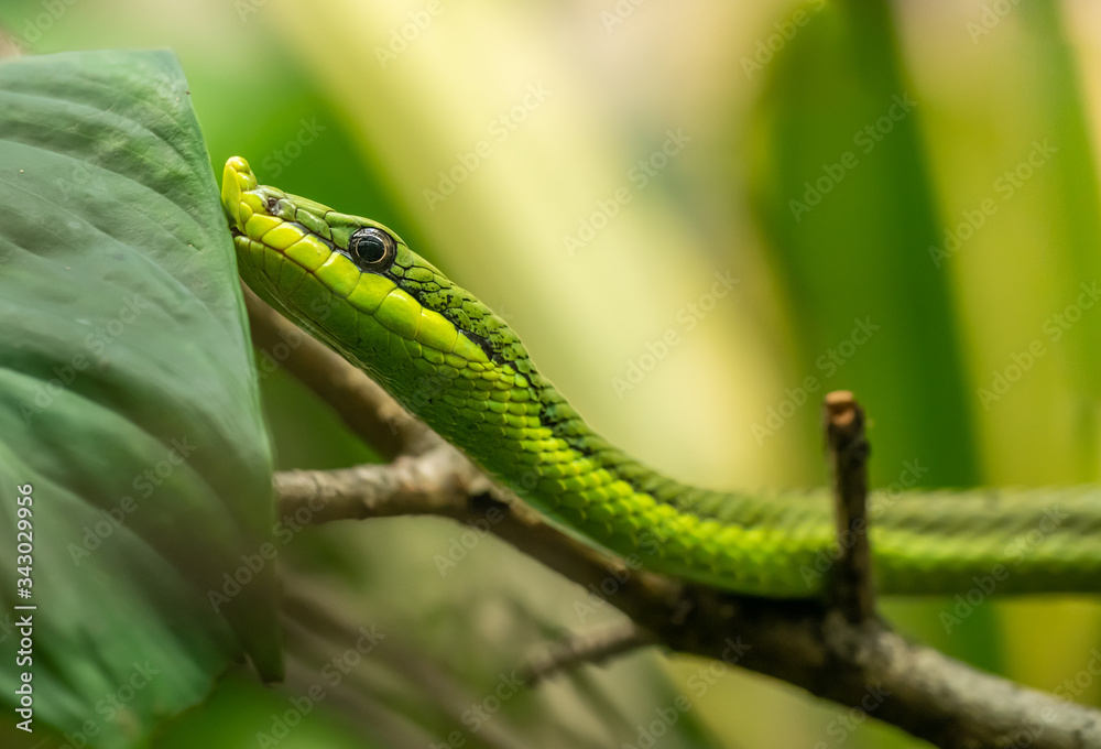 Wall mural portrait of green tree snake baron's green racer (philodryas baroni)