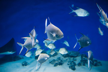 Naklejka na ściany i meble fish Palometa Trachinotus goodei swim in blue water