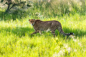 The Cheetah (Acinonyx jubatus) is a feline known as the fastest terrestrial animal. It's a slender long-legged animal with a yellowish, black-spotted fur coat.