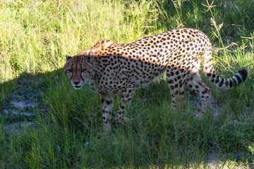 The Cheetah (Acinonyx jubatus) is a feline known as the fastest terrestrial animal. It's a slender long-legged animal with a yellowish, black-spotted fur coat.