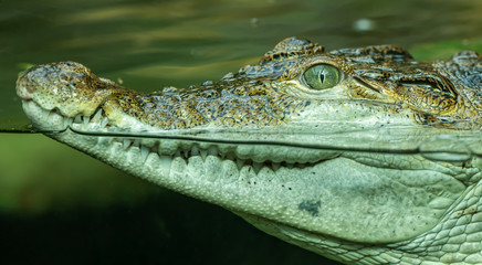 Fototapeta premium portrait of crocodile in the water through glass