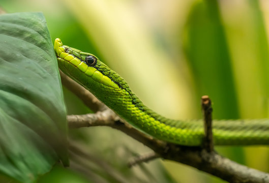 portrait of green tree snake Baron's green racer (Philodryas baroni)