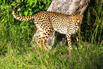 The Cheetah (Acinonyx jubatus) is a feline known as the fastest terrestrial animal. It's a slender long-legged animal with a yellowish, black-spotted fur coat.