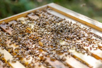 Frames of beehive. Close up view of opened hive body showing frames populated by honey bees....