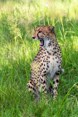 The Cheetah (Acinonyx jubatus) is a feline known as the fastest terrestrial animal. It's a slender long-legged animal with a yellowish, black-spotted fur coat.