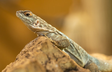 side portrait of small lizard on a rock