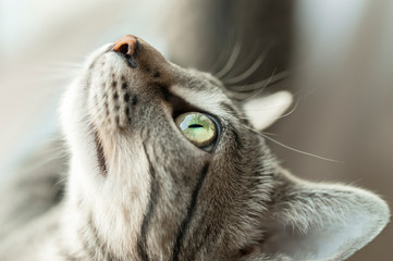 Portrait einer Katze die eine Fliege beobachtet