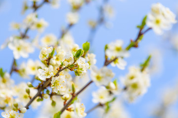 blooming spring tree against the blue sky . white cherry flowers are illuminated by the sun.