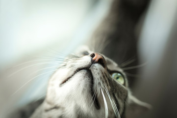 Nase einer Katze die eine Fliege beobachtet