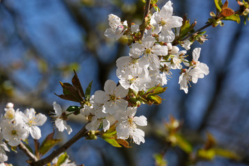 Spring white flowers of apple tree close-up view