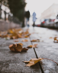 autumn leaves on the ground