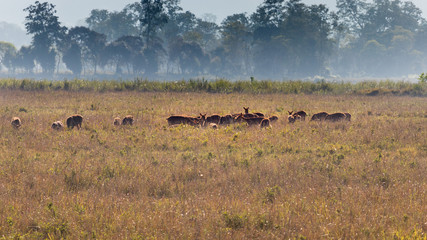 Naklejka na ściany i meble A herd of deer spotted grazing grass during the misty morning in yellow grassland of Kaziranga National park, Northeast, Assam, India