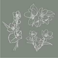 Set of jasmine hand drawn flower. Vintage style. Vector illustration