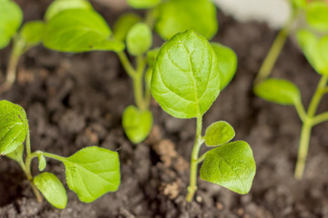 A group of green sprouts growing from the soil. Spring planting seedlings.