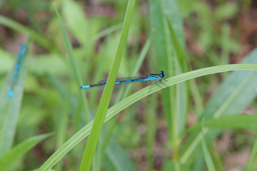 close up of blue body dragonfly on blade of green grass on a blurred green background