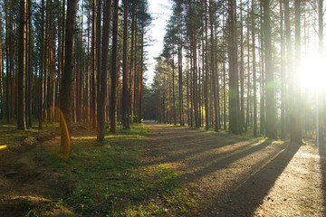 Pine forest on a summer day, straight trunks of pine trees stretch to the sky, the road leads into the distance, the sun illuminates to the right