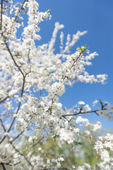 Flowering branch of fruit tree. Cherry blossomed in the spring.