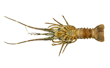 Spiny lobster isolated on white background, Palinurus vulgaris	
