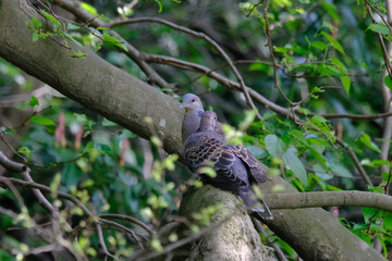 turtle dove on branch