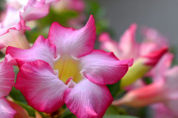 Fototapeta na wymiar Azalea flower, Beautiful white and pink flower with blurred background