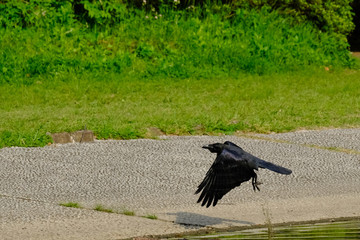 crow in flight