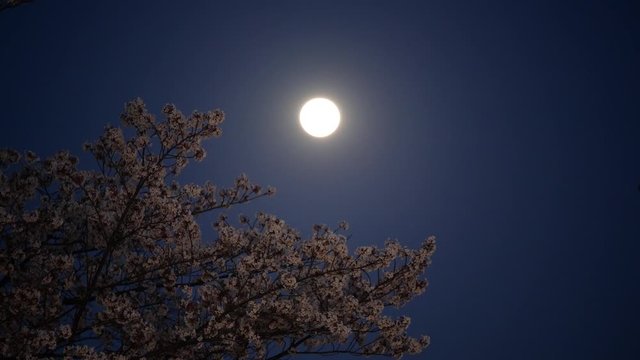 桜と満月