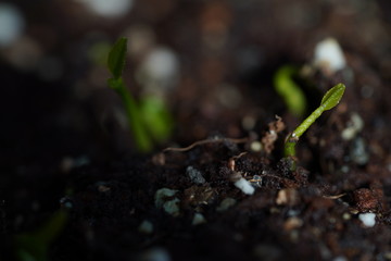 Green Lemon sprout growing from the ground