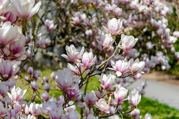 Beauty of blooming pink magnolia in Marianske Lazne - Czech Republic
