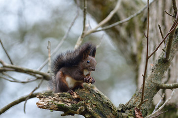Eurasian red Squirrel climbs the leaves on the ground in the forest and looks for food