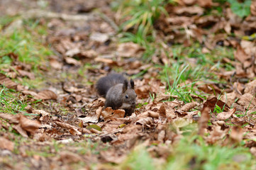 Eurasian red  Squirrel shells and eats nuts in the autumn leaf
