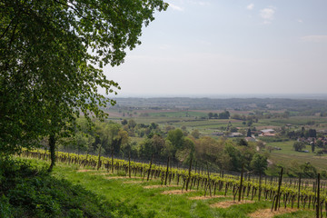 Fototapeta na wymiar Vineyards Of Laufen, Muggaedt, Britzingen, Black Forest, Schwarzwald