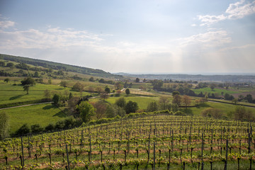 Fototapeta na wymiar Vineyards Of Laufen, Muggaedt, Britzingen, Black Forest, Schwarzwald
