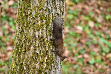 Fototapeta premium Eurasian red Squirrel lurking and climbs the tree branch in the forest