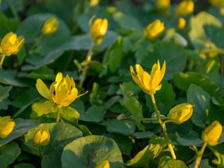 beautiful first spring yellow flowers in the manor park, close-up view