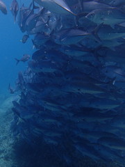 竜巻のようなギンガメアジの大群