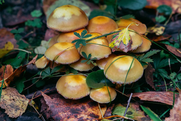 group of honey agaric on a stump. Armillaria, mellea close up