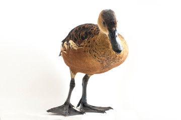 The wandering whistling duck (Dendrocygna arcuata) or tree duck isolated on white background