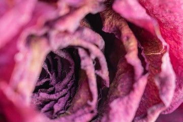 Flor rosa seca primavera
