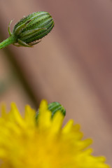 Flor amarilla verde primavera