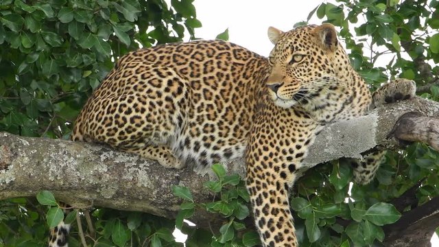 Alert African leopard close-up 4K video.
