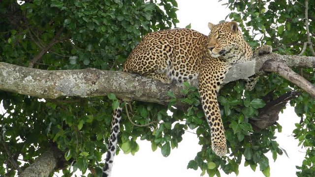 Big African leopard in a tree in the Maasai Mara Reserve in Kenya.