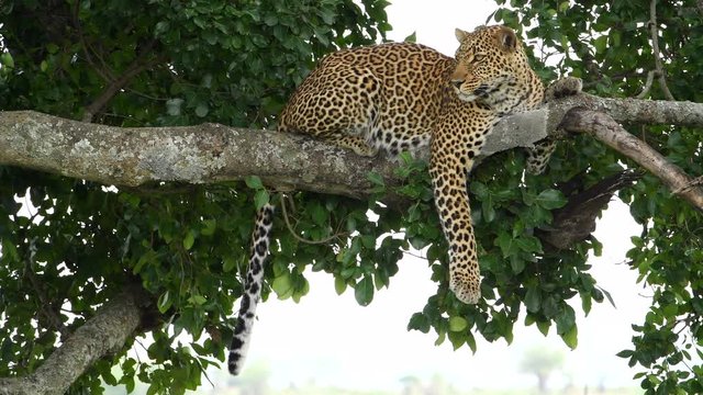Big African leopard resting a tree in the Maasai Mara Reserve in Kenya.