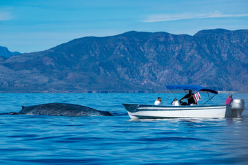 blue whale watching in baja california © Andrea Izzotti