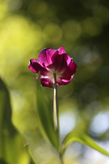 Obraz premium Close up of blooming beautiful tulip flowers springtime on natural green background