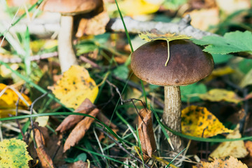 two birch mushroom on the field in summer in the grass and foliage
