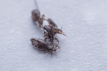 Macro Close Up Pediculus humanus capitis head louse