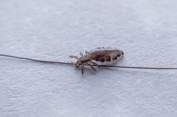 Macro Close Up Pediculus humanus capitis head louse