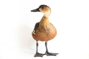 The wandering whistling duck (Dendrocygna arcuata) or tree duck isolated on white background