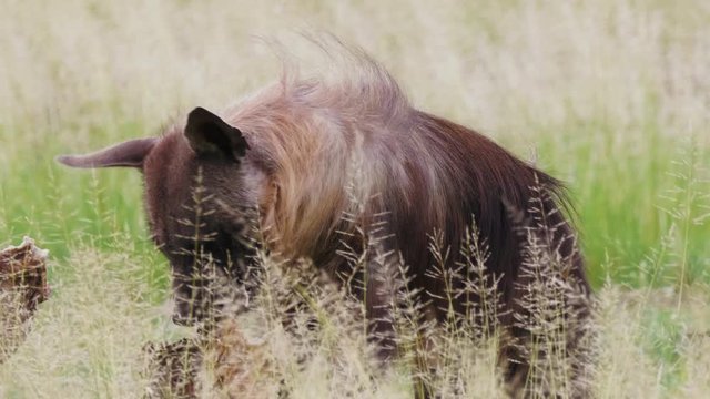 A Hungry Brown Hyena Feeding On A Dead Carcass In The Grassland - Closeup Shot
