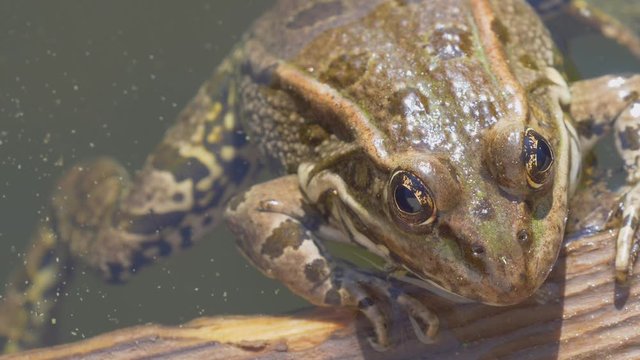 Macro shot of wild frog holding with hands on wood and hanging legs in water